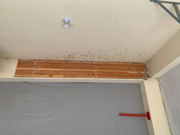 Best Forensic Mold Investigation  in Estacada, OR